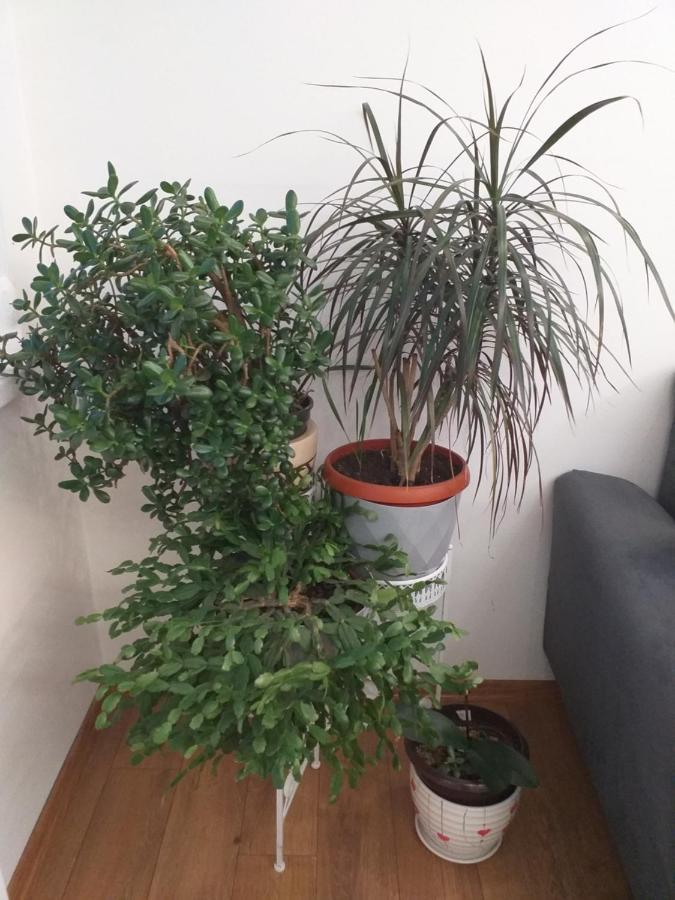 Trosoban Apartman Sarajevo, Ilidza Centar Exteriör bild